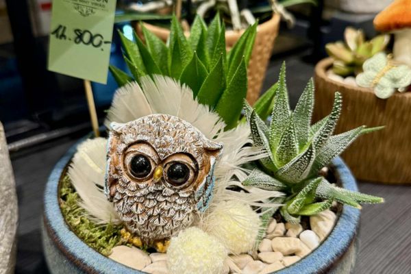 ansalon beültetések