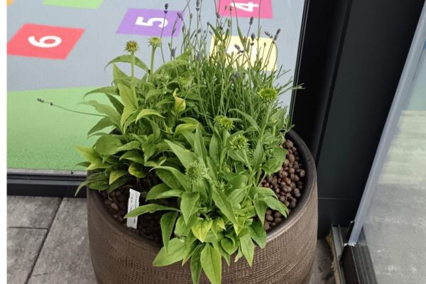 beretvás kertészet