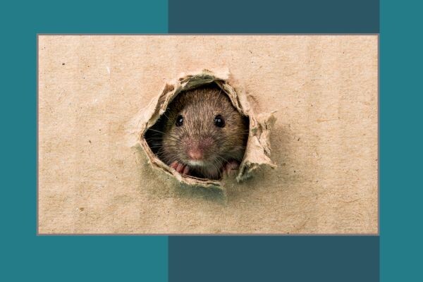 Rágcsáló és rovarriasztók